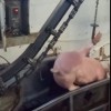 毛豬活掛機